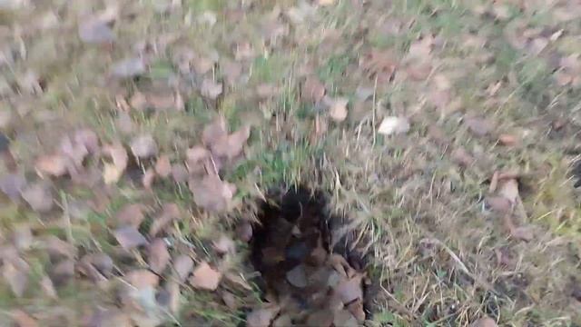 15 ноября 2023 года. Кто то понаделал норы вокруг озера... смотреть онлайн