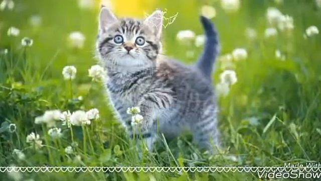 Фото милых котят 😘