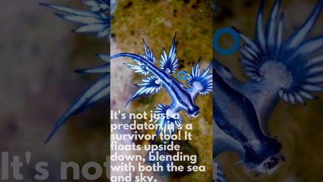 Did you know?? The Glaucus Atlanticus😍😍 Wow😍😍