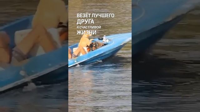За штурвалом капитан Барбоскин- а вы бы женились, будь у вас такой пёс?