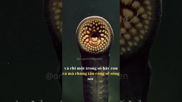 Lamprey | cá ma cà rồng смотреть онлайн