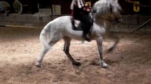 HORSE SHOW IN 'CASTILLO DE SAN MIGUEL', TENERIFE