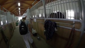 ВСЁ О ЛОШАДЯХ.