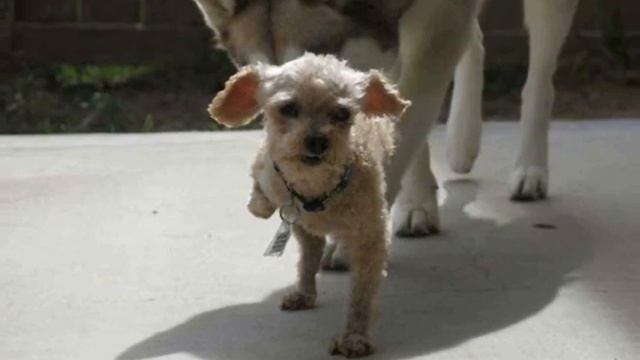 История о Чудесном Бобе — пуделе, который выжил вопреки всему... смотреть онлайн