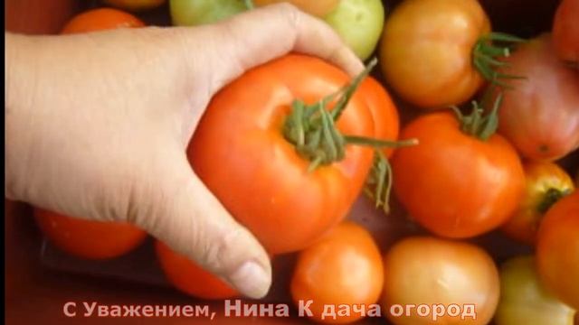 ЭТОТ СОРТ ТОМАТОВ МЕНЯ ПОРАДОВАЛ, САЖАТЬ БУДУ. УРОЖАЙНЫЙ СОРТ ПОМИДОР СПАССКАЯ БАШНЯ F1 для СибириБМ