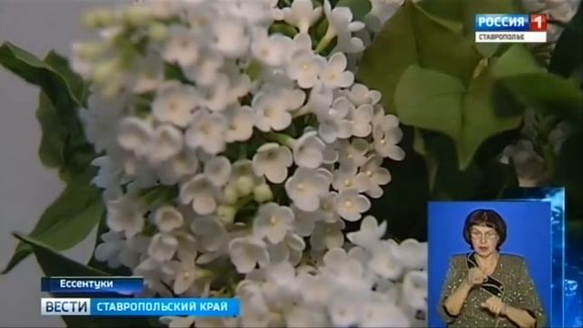 Фарфоровые цветы распустились в Ессентукском историко-краеведческом музее им. В.П. Шпаковского