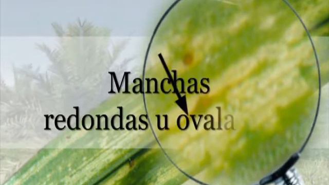 Mancha Anular o Anillo Clorótico en Palma Aceitera смотреть онлайн