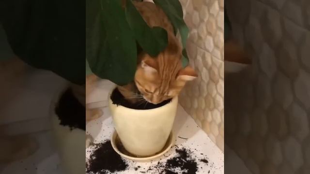 Прикол про кота 😺😺😺