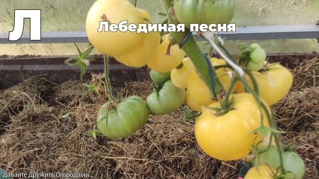 Томаты на букву Л. ПОЛНЫЙ ОБЗОР. ОТ А ДО Я