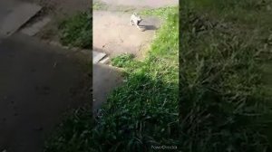 Щенок Западно сибирской лайки 2 месяца ,воспитание 1