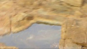 Осьминог атакует краба