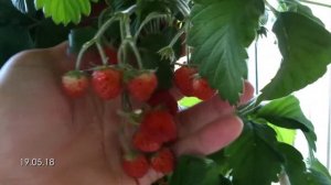 Земляника на балконе в трубе ч. 1