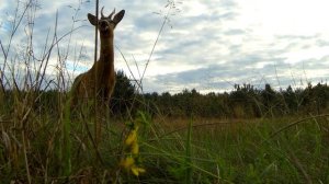 Косули. Осень. Roe deer. Autumn.