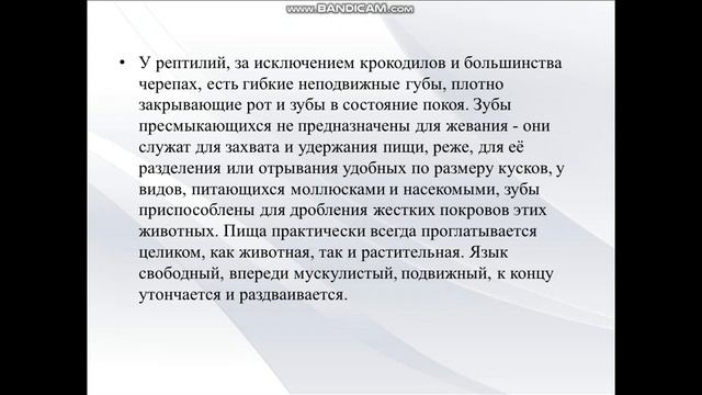Возникновение и развитие пищеварительного аппарата. Эволюция и строение органов пищеварения животны