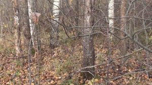 Охота на зайца с  Добычем 2021, 18 10