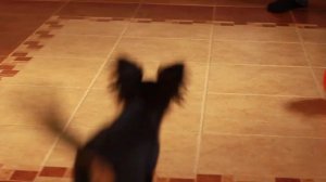 MVI 6518 Пражский крысарик  Сташек из Надровии