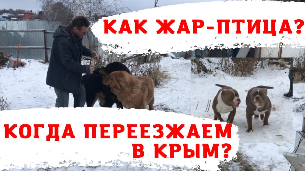 Когда переезжает в Крым питомник собак RussianDog?