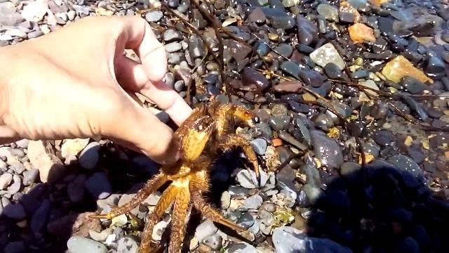 Краб-волосатик смотреть онлайн