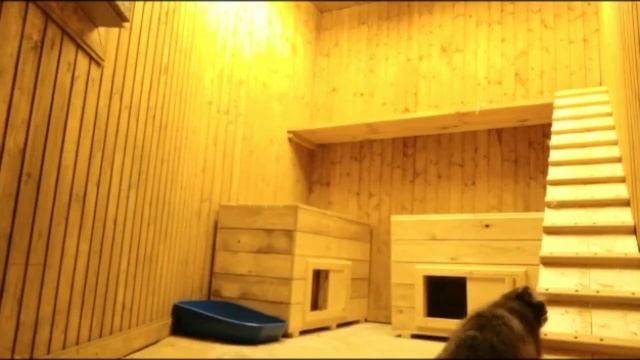 Манул Тимофей - Заселение молодого котика в зоопарке