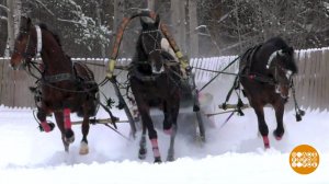Эх, тройка, птица-тройка! Доброе утро. Фрагмент выпуска от 07.12.2021