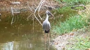 Индийский аист разиня Asian Openbill Stork