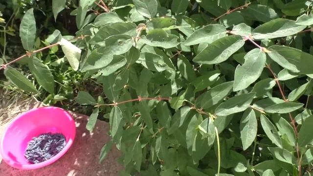 ЧУДО-ЯГОДЫ В МОЁМ ОГОРОДЕ смотреть онлайн