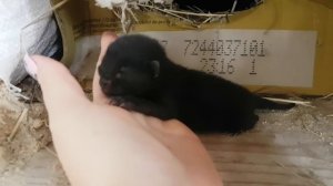 Нашли СЛЕПЫХ КОТЯТ