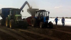 Укладка зерна в полимерные рукава (мешки для хранения зерна)