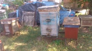 Работы с пчелосемьями после последней откачки меда  с подсолнуха