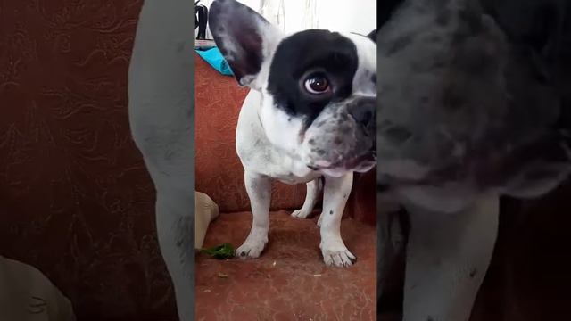 Французский бульдог ест перчик смотреть онлайн