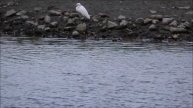 Белые цапли и скаты/ Eastern Great Egrets, Intermediate Egrets, Little Egrets and Whiptail Stingra