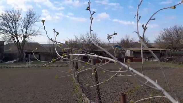 Путешествие на дачу. Лошадь в подарок. смотреть онлайн