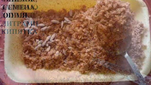 РАССАДА В ОПИЛКАХ смотреть онлайн