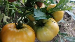 Жаркие угли, Зеленая тайна личинки, томаты в теплице