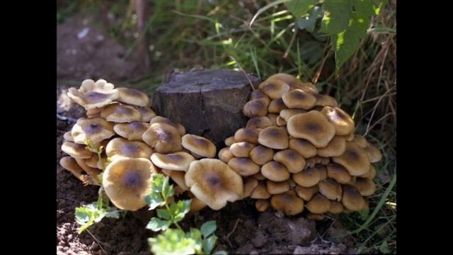 Come imparare a riconoscere e determinare i funghi. I caratteri più importanti Giacomo Jack Micolog смотреть онлайн