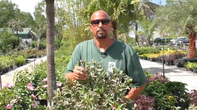 Jacksonville Hibiscus Showcase смотреть онлайн