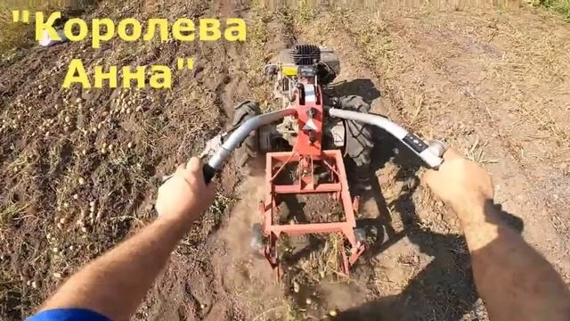 Срок Созревания Картофеля Королева Анна