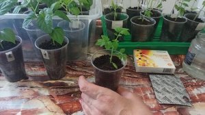 ЯНТАРНАЯ КИСЛОТА ДЛЯ РАССАДЫ.