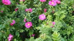 31.05.2019г декоративный шиповник.