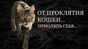 ОТ ПРОКЛЯТИЯ КОШКИ…ОТМОЛИТЬ СЕБЯ…ДЛЯ ВСЕХ…