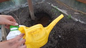 Посадка винограда на Урале в теплицу