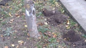Осенняя подкормка яблонь.