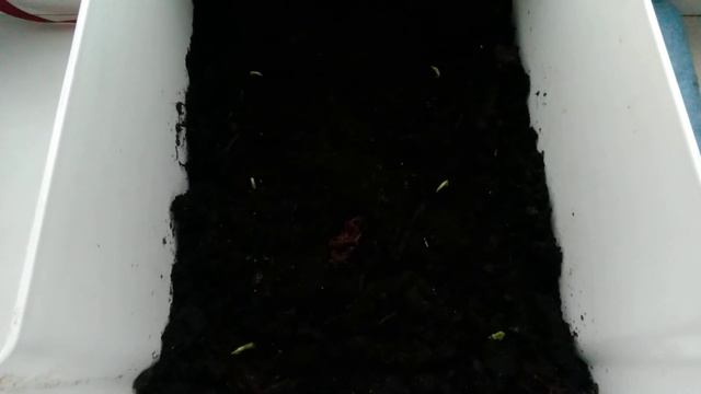 Выращивание зелёного горошка на подоконнике. смотреть онлайн