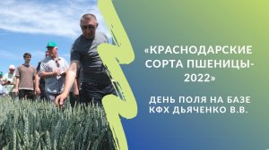 Краснодарские сорта пшеницы - 2022. День поля на базе КФХ Дьяченко В.В.