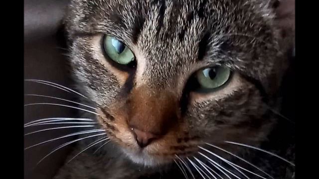 "Ruby Tuesday" (baritone ukulele fingerstyle cover) смотреть онлайн