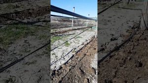 Малина Химбо-Топ зимой в Анапе