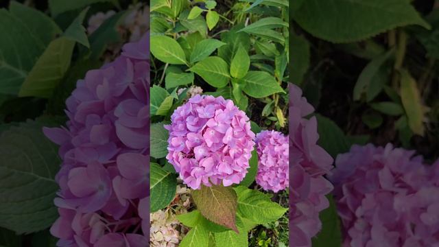 ГОРТЕНЗИЯ КРУПНОЛИСТНАЯ "БЕСКОНЕЧНОЕ ЛЕТО" ("ENDLESS SUMMER"). смотреть онлайн