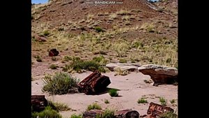 Все усеенно окаменевшими дереьями Что скрывают в Национальных парках. Катастрофа прошлого почему ока