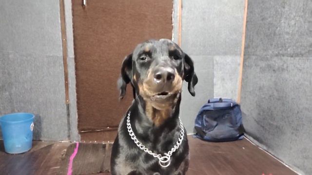 Lucy in studio #doberman #dogvideo #pkg #dobermandog #dogsound #dobermandog #dog смотреть онлайн
