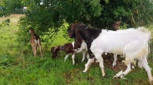 КОЗЫ КАМОРИ ПАТЭРИ НУБИЙЦЫ PATERI GOATS